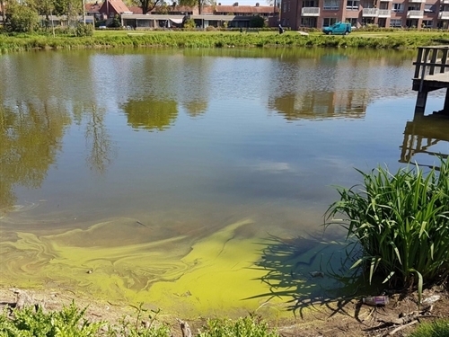 blauwalg_berkhof