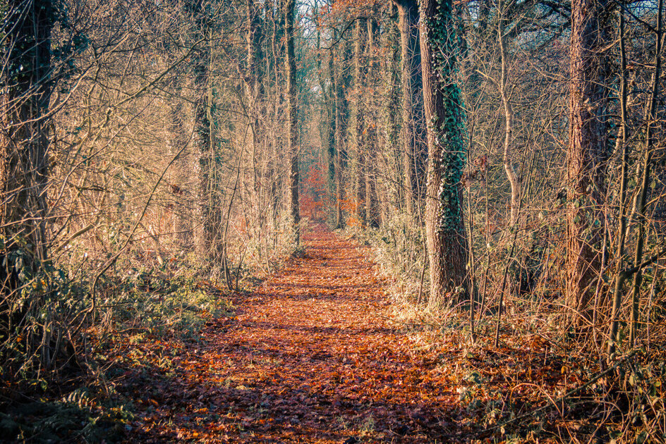 Boswachter neemt wandelaars mee langs scholtengoederen rond het Rot