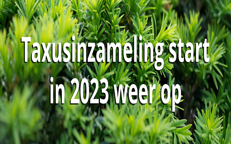 thumbnail_Taxusinzameling-start-in-2023-weer-op.png
