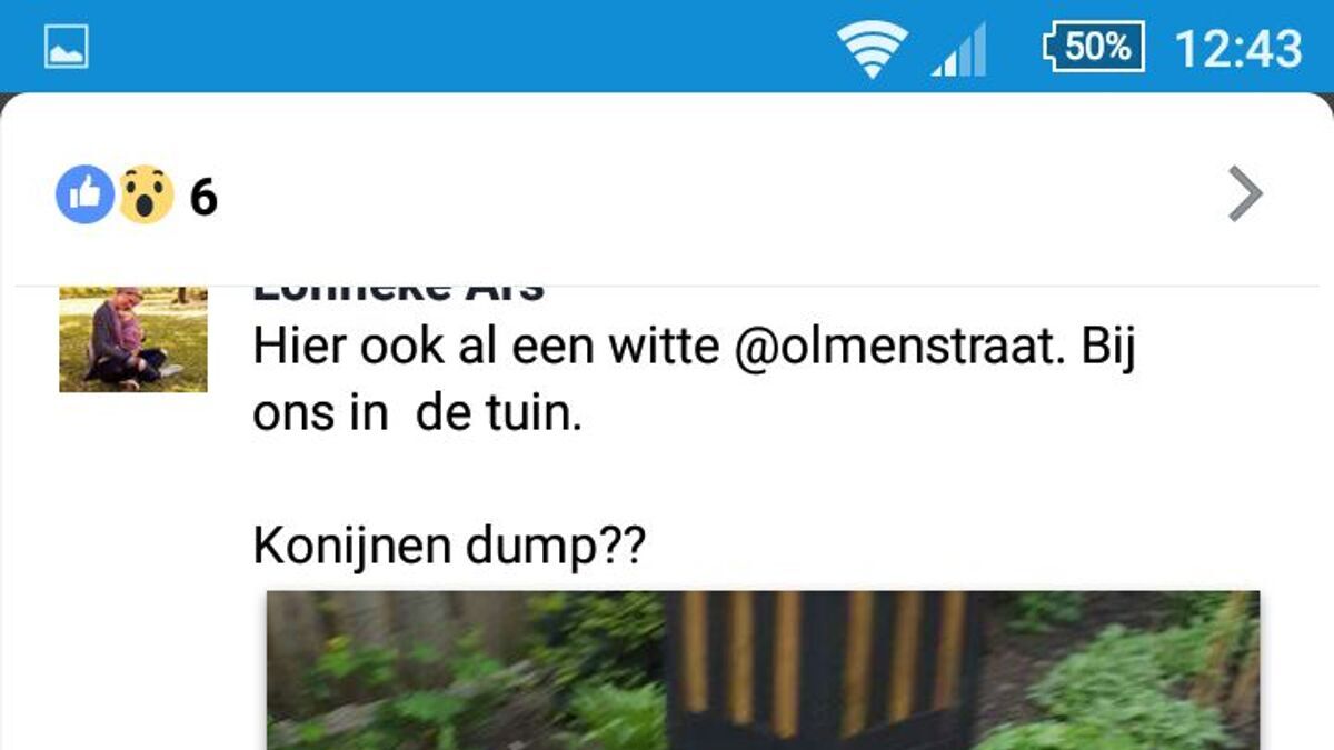 konijnen.jpg